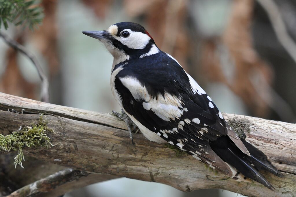 Great Spotted Woodpecker male adult, identification