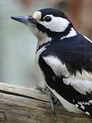 Great Spotted Woodpecker