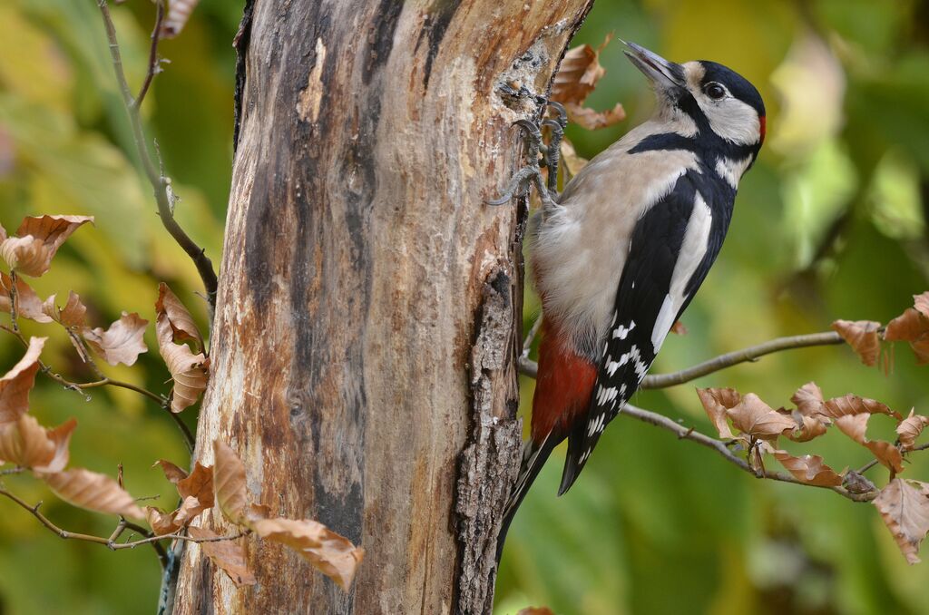 Great Spotted Woodpecker male adult, identification