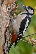 Great Spotted Woodpecker