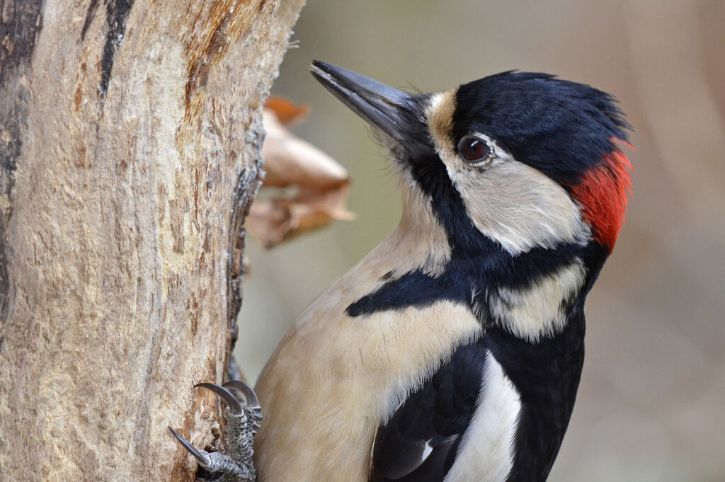 Great Spotted Woodpecker male adult