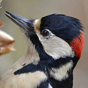 Great Spotted Woodpecker