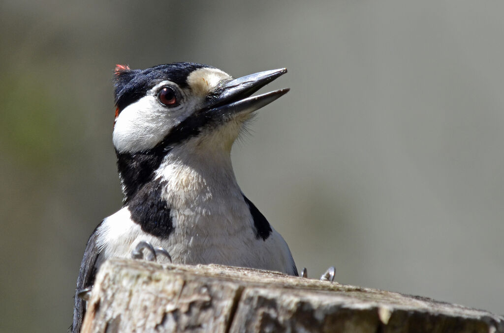 Great Spotted Woodpecker male adult