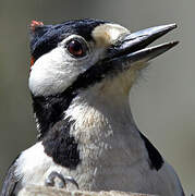 Great Spotted Woodpecker