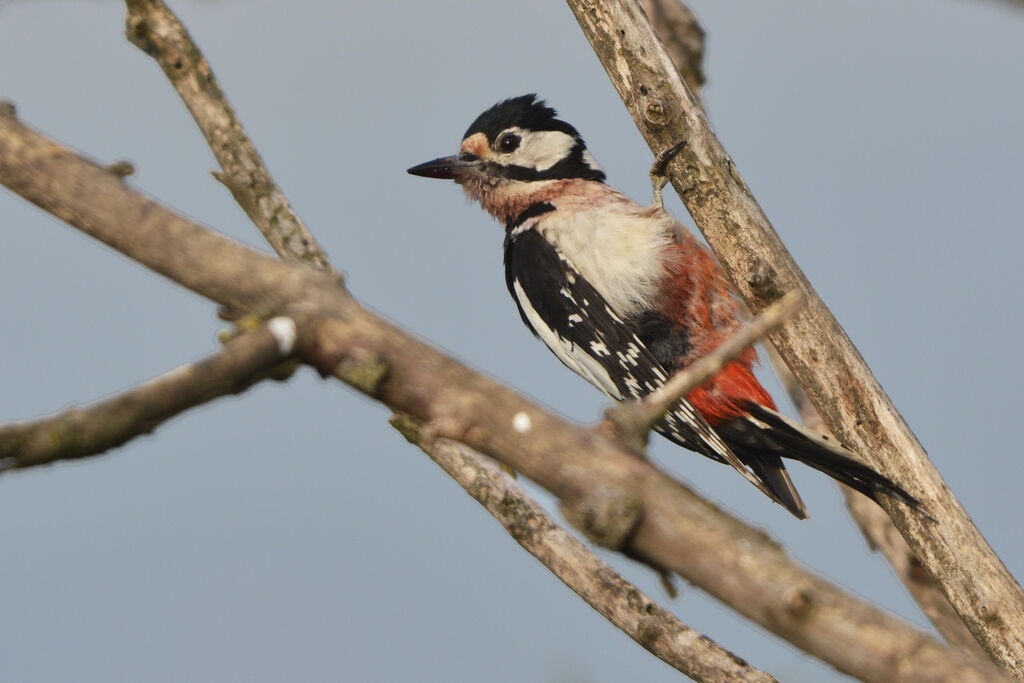 Great Spotted Woodpecker female adult, identification