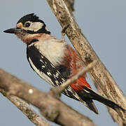 Great Spotted Woodpecker