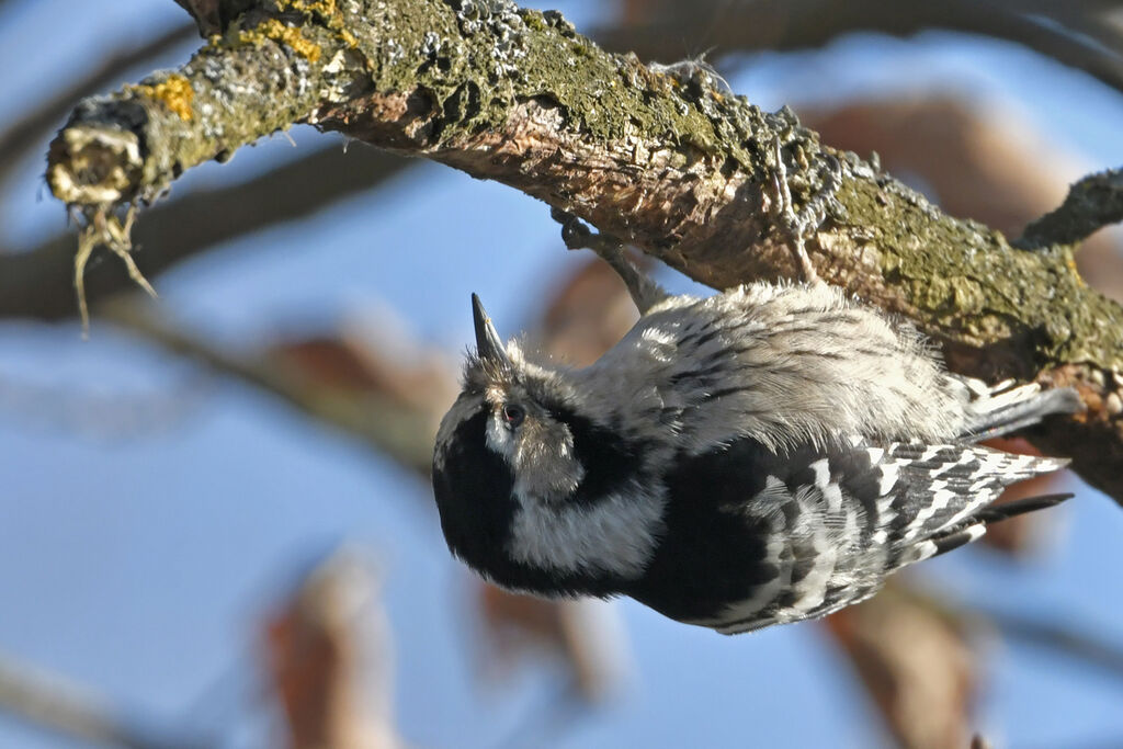 Lesser Spotted Woodpecker female adult, identification