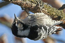 Lesser Spotted Woodpecker