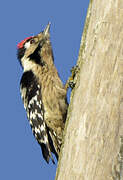 Lesser Spotted Woodpecker