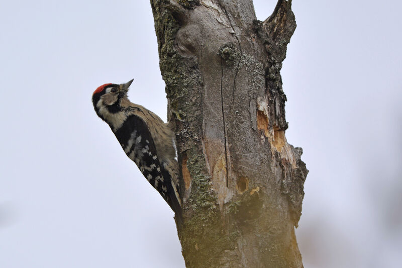 Lesser Spotted Woodpecker male adult, identification