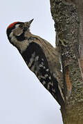 Lesser Spotted Woodpecker