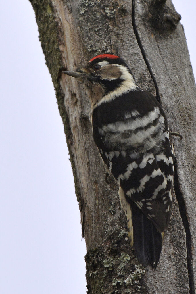 Lesser Spotted Woodpecker male adult, identification