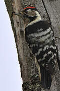 Lesser Spotted Woodpecker