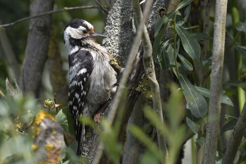 Lesser Spotted Woodpecker female adult, identification