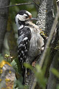 Lesser Spotted Woodpecker