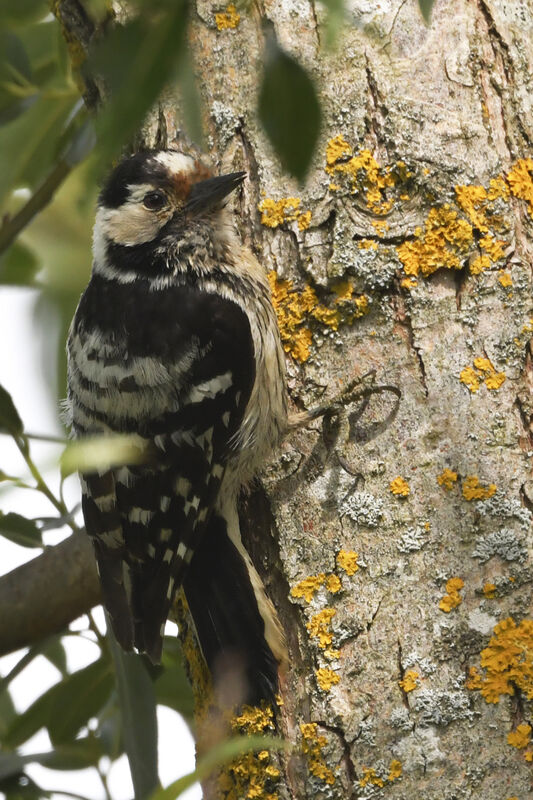 Lesser Spotted Woodpecker female adult, identification
