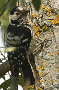 Lesser Spotted Woodpecker