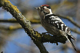 Lesser Spotted Woodpecker