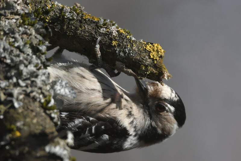 Lesser Spotted Woodpecker female adult, close-up portrait