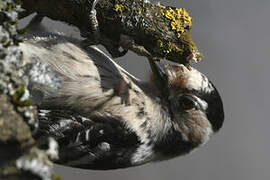 Lesser Spotted Woodpecker