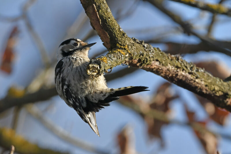 Lesser Spotted Woodpecker female adult, identification