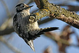 Lesser Spotted Woodpecker