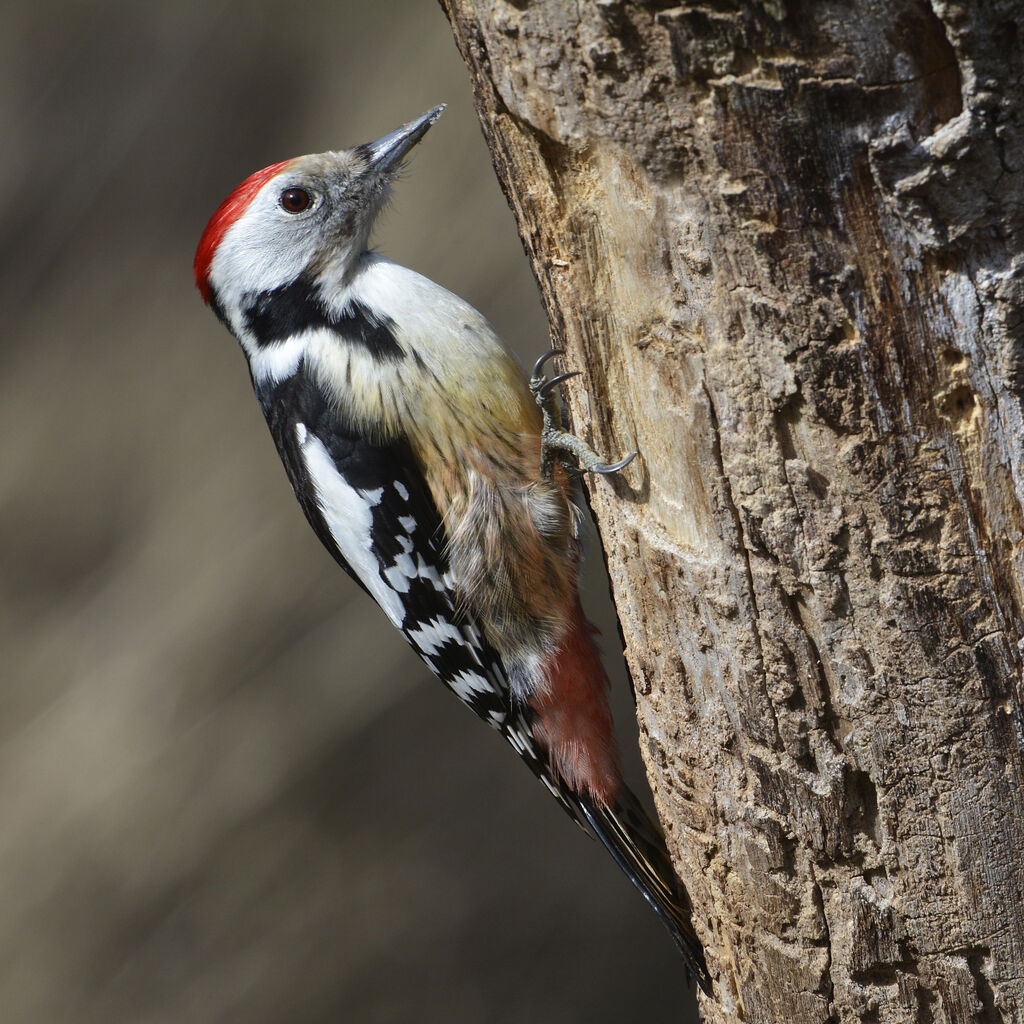 Middle Spotted Woodpecker male adult, identification