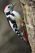 Middle Spotted Woodpecker