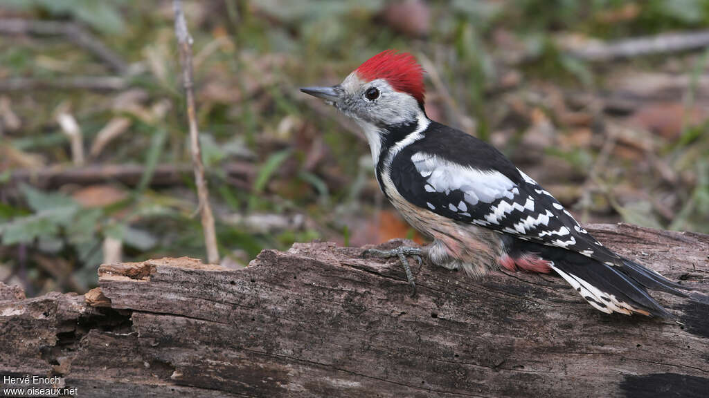 Pic mar mâle adulte, identification