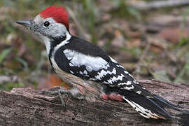 Middle Spotted Woodpecker