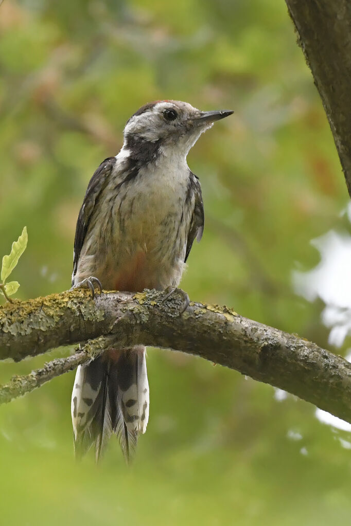 Middle Spotted Woodpeckerjuvenile, identification