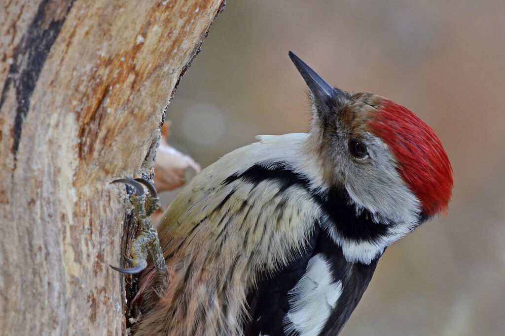 Middle Spotted Woodpecker, identification