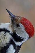 Middle Spotted Woodpecker