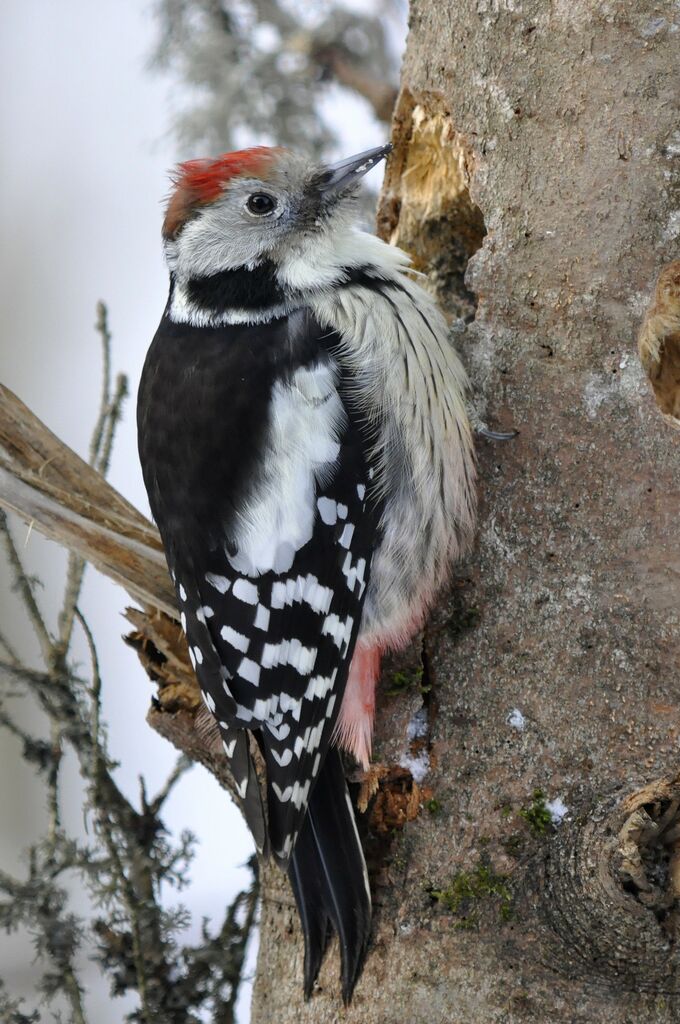 Middle Spotted Woodpecker, identification