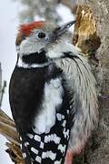 Middle Spotted Woodpecker