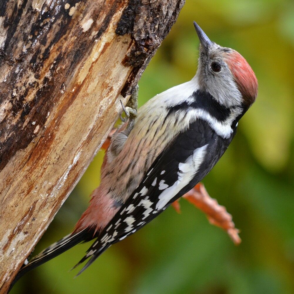 Middle Spotted Woodpecker, identification