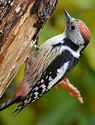 Middle Spotted Woodpecker