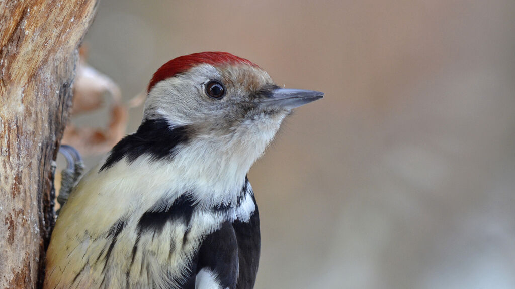 Middle Spotted Woodpecker