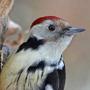 Middle Spotted Woodpecker