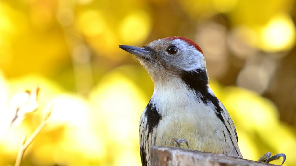 Middle Spotted Woodpecker