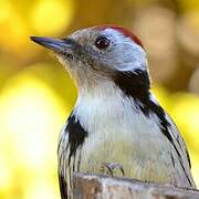 Middle Spotted Woodpecker