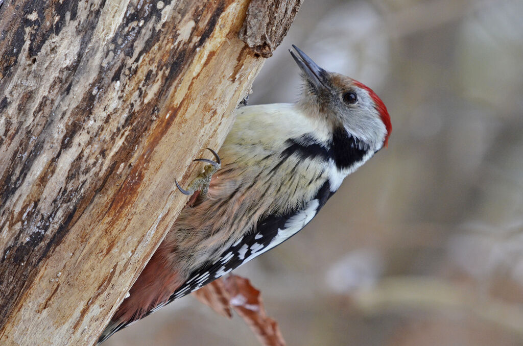 Middle Spotted Woodpecker