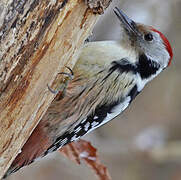 Middle Spotted Woodpecker