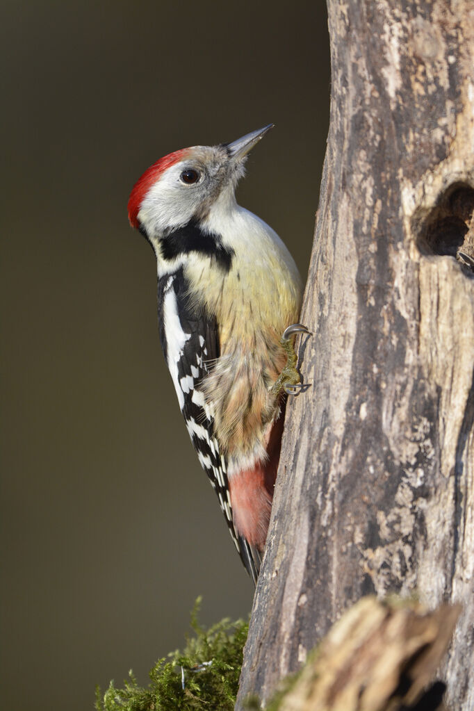 Middle Spotted Woodpecker, identification