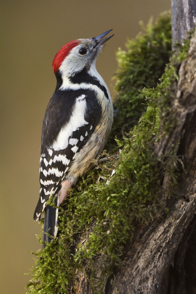 Middle Spotted Woodpeckeradult, identification