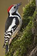 Middle Spotted Woodpecker