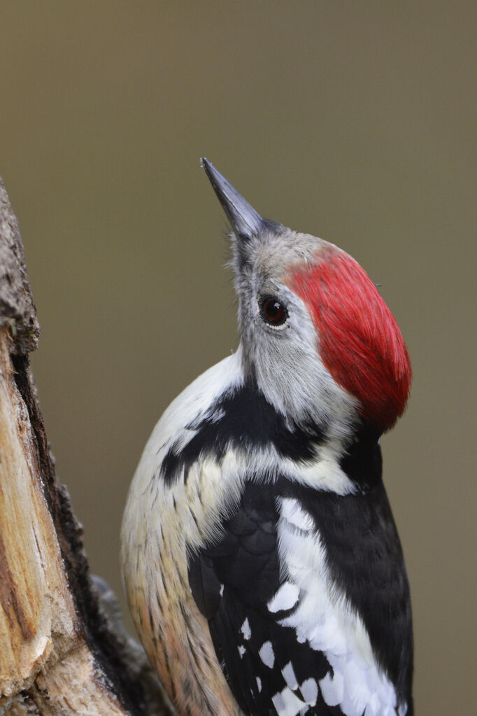 Middle Spotted Woodpecker male adult, close-up portrait