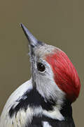 Middle Spotted Woodpecker