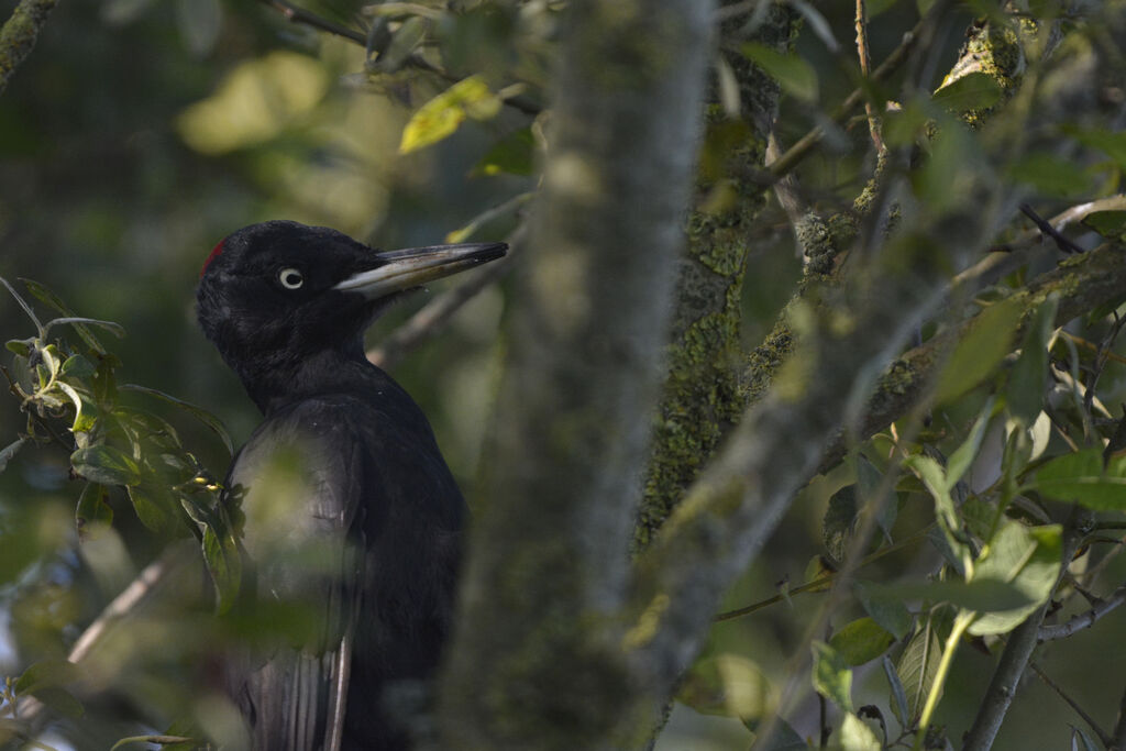 Black Woodpecker female adult, identification