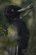 Black Woodpecker